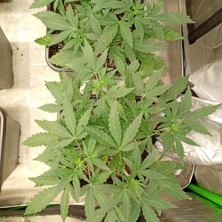 Lemon Cherry Sundae Auto Fastbuds