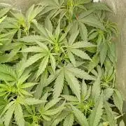 Space Cookies Auto Delicious Seeds