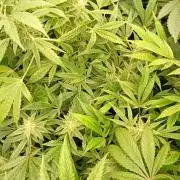 Lemonpaya Pheno #1 Fastbuds