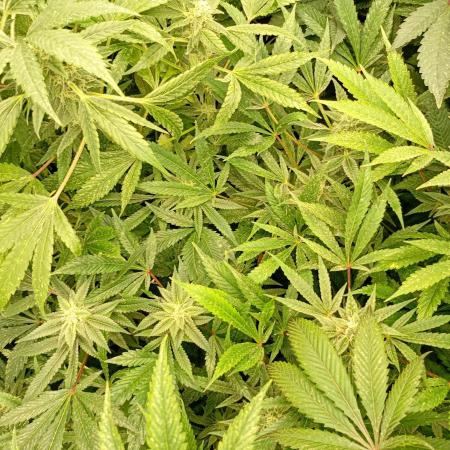 Lemonpaya Pheno #1 Fastbuds