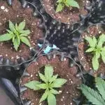 Titan F1 RQS