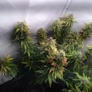 Cookies Gelato Auto RQS