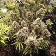 Green (Purple) Gelato Auto RQS