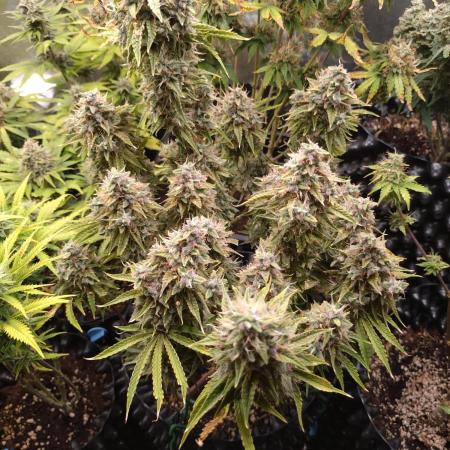 Green (Purple) Gelato Auto RQS