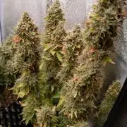 Gelonade (Purple) Auto Zamnesia