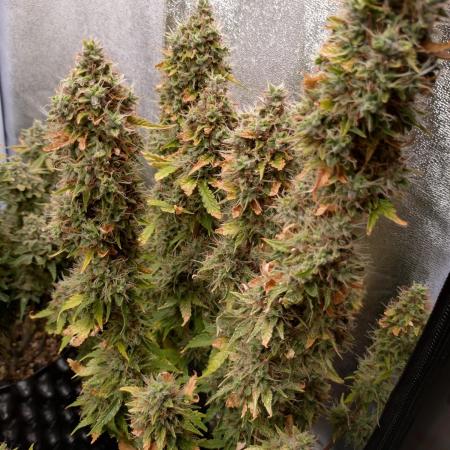 Gelonade (Purple) Auto Zamnesia