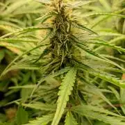 Mango Cherry Runtz Auto Fastbuds