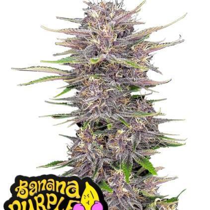 Banana Purple Punch Auto Fastbuds