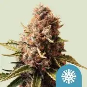 Euphoria Royal Queen Seeds