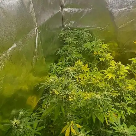 Apple Betty Auto Herbiesseeds