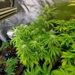 Green Gelato Auto RQS