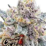 Cherry Cola Auto RF3 Fastbuds