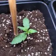 Strawberry Cheesecake Auto Barneys Farm