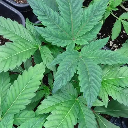 Lemonpaya Pheno #1 Fastbuds
