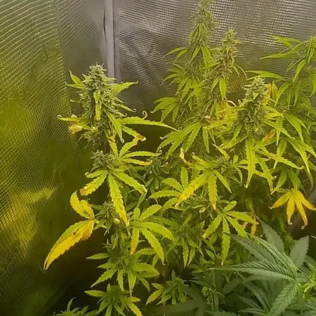 Blueberry Zkittlez Auto Sensi Seeds