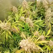 Space Cookies Auto Delicious Seeds