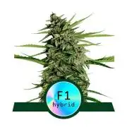 Orion Auto F1 Royal Queen Seeds