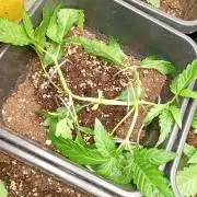 Green Gelato Auto RQS