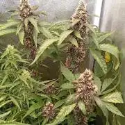 Sweet ZZ Auto Royal Queen Seeds