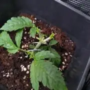 Purple Lemonade Auto RQS