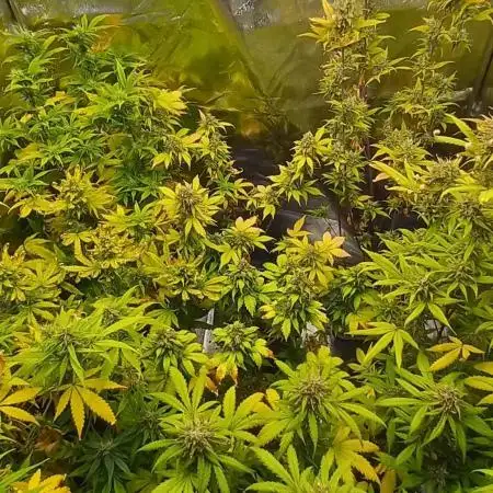 Cookies Kush Auto Barneys Farm