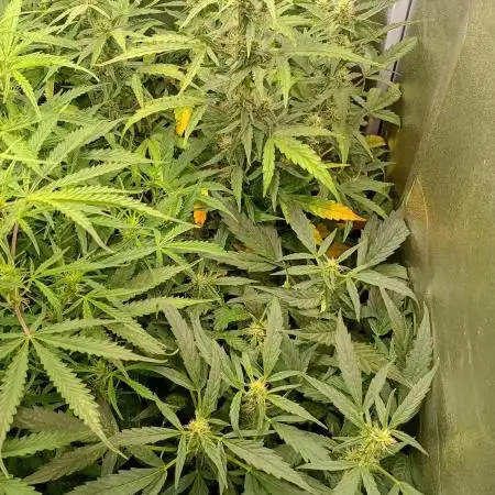 Epsilon F1 Royal Queen Seeds
