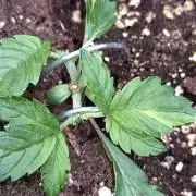 Sticky Broccoli Auto ZMA Eternity Cup'26