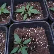 Cinderella Auto Fastbuds