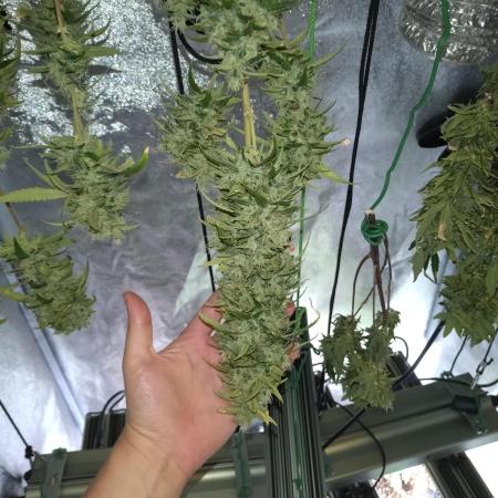 Wedding Cake Auto Barneys Farm