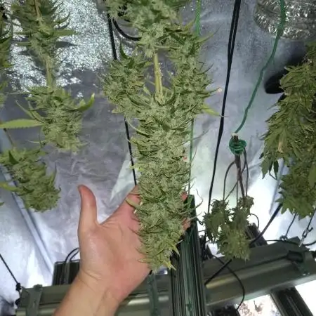 Wedding Cake Auto Barneys Farm