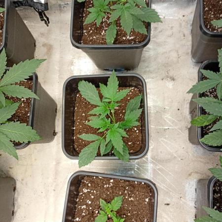 Smashberry Fumez Auto Anesia Seeds