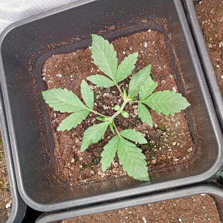 Mango Frost Auto Fastbuds