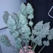 Banana Purple Punch Auto Fastbuds