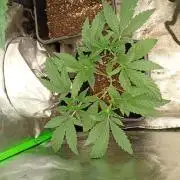 Guava Runtz Auto Fastbuds