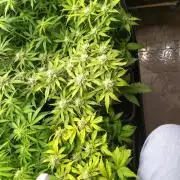 Grape Pop Rocks Auto Anesia Seeds