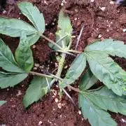 Thin Mint x Sour Pinot Auto Barneys Farm