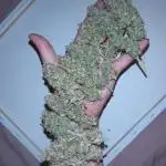 Cookies Kush Auto Barneys Farm