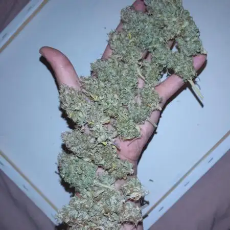 Cookies Kush Auto Barneys Farm