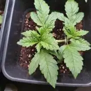 Purple Lemonade Auto RQS