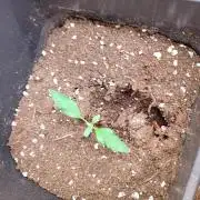 Mendo Guava Auto Fastbuds
