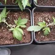 RF3 Auto Mixpack Fastbuds