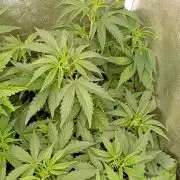 Space Cookies Auto Delicious Seeds