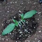 Thin Mint x Sour Pinot Auto Barneys Farm