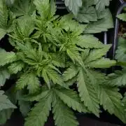 Strawberry Cheesecake Auto Barneys Farm