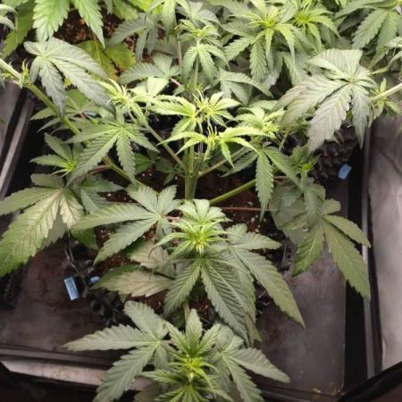 Fat Banana Auto RQS