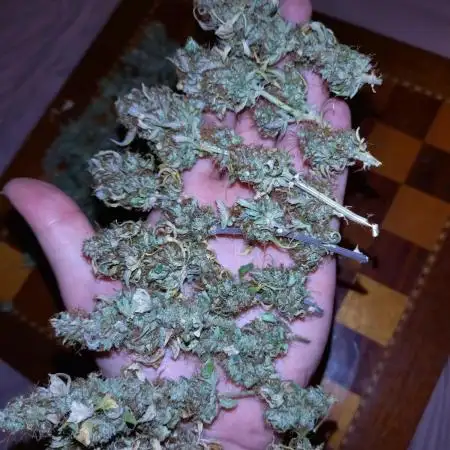 Apple Betty Auto Herbiesseeds