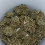 Cinderella Auto Fastbuds