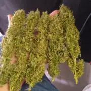 Hulkberry Auto RQS