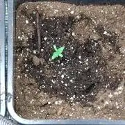 Cosmic Cheddar F1'26 Royal Queen Seeds