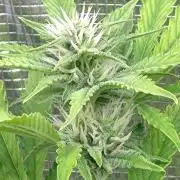 Purple Lemonade Auto RQS